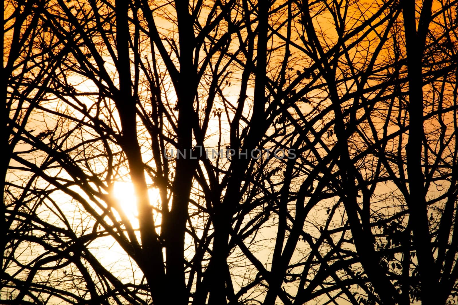 Photographic documentation of the sunset among the trees  by fotografiche.eu
