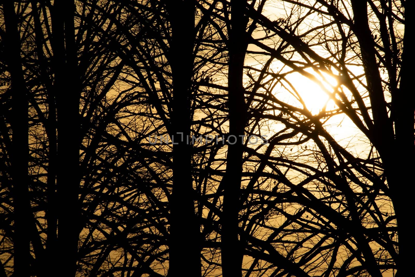 Photographic documentation of the moment of sunset through the branches of the trees 