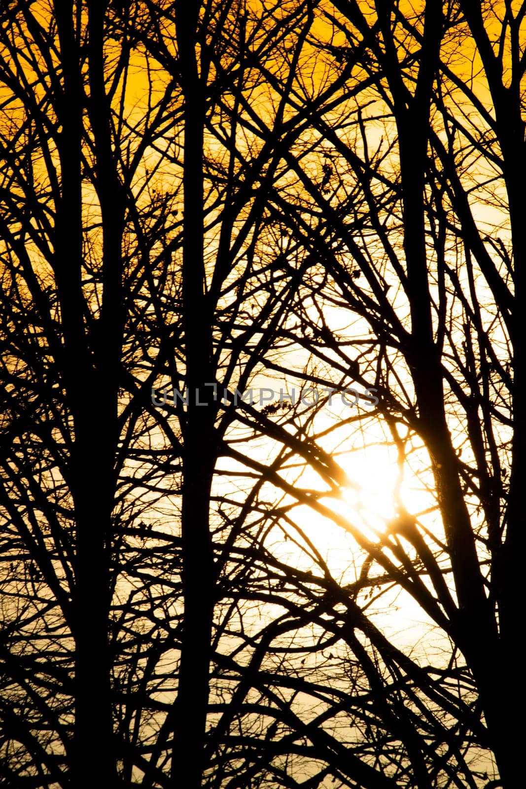 Photographic documentation of the moment of sunset through the branches of the trees 