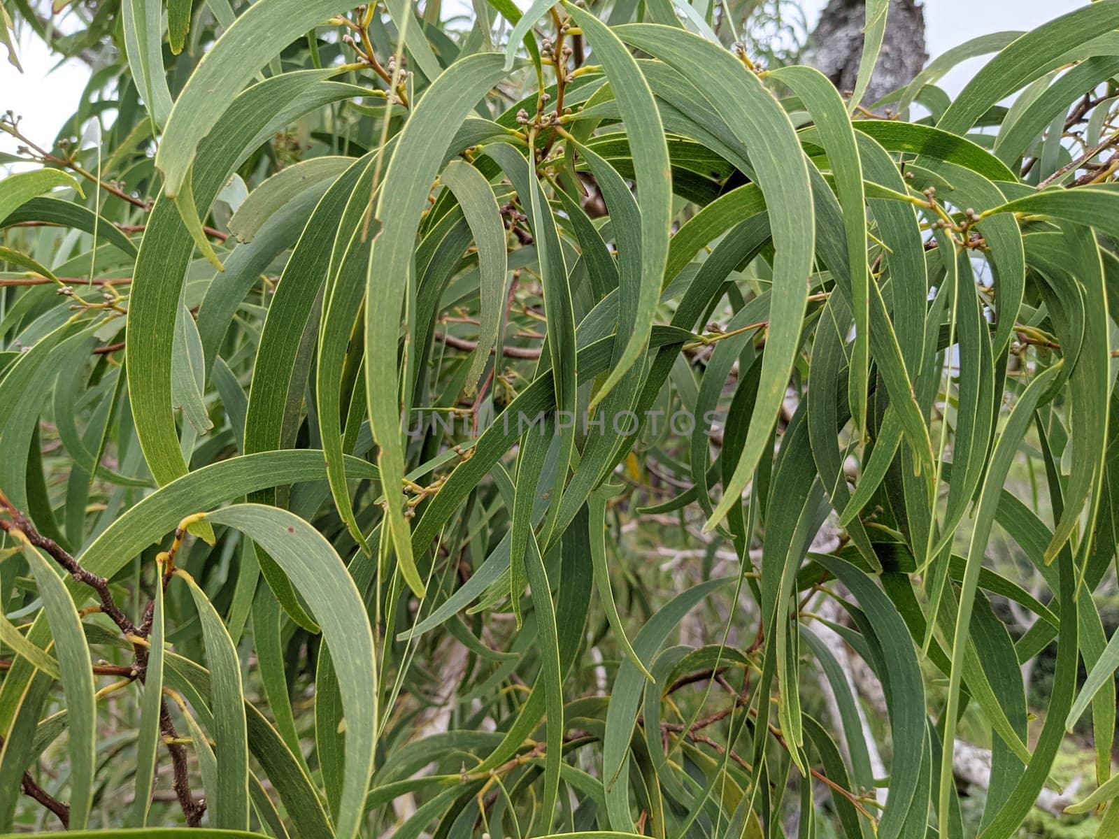 Close up of Koa Leafs with buds almost ready to flower on Oahu, Hawaii.