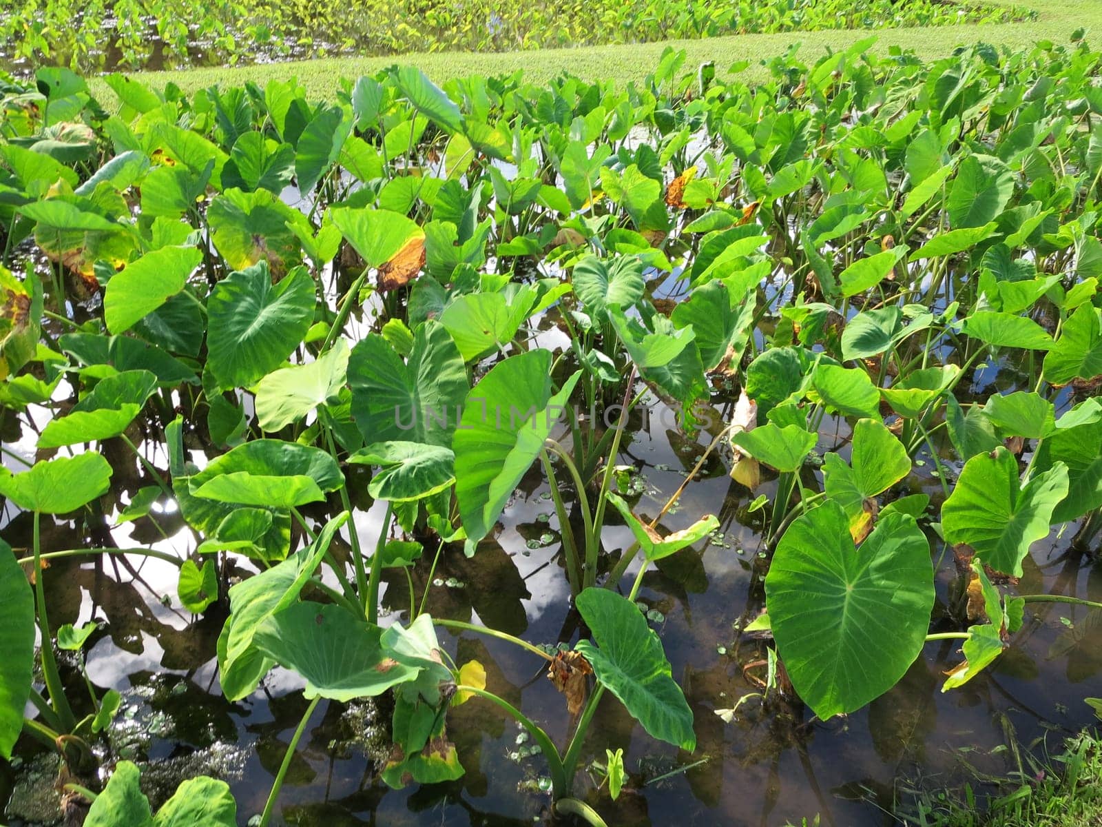 Lush Taro Patch Under the Sun by EricGBVD