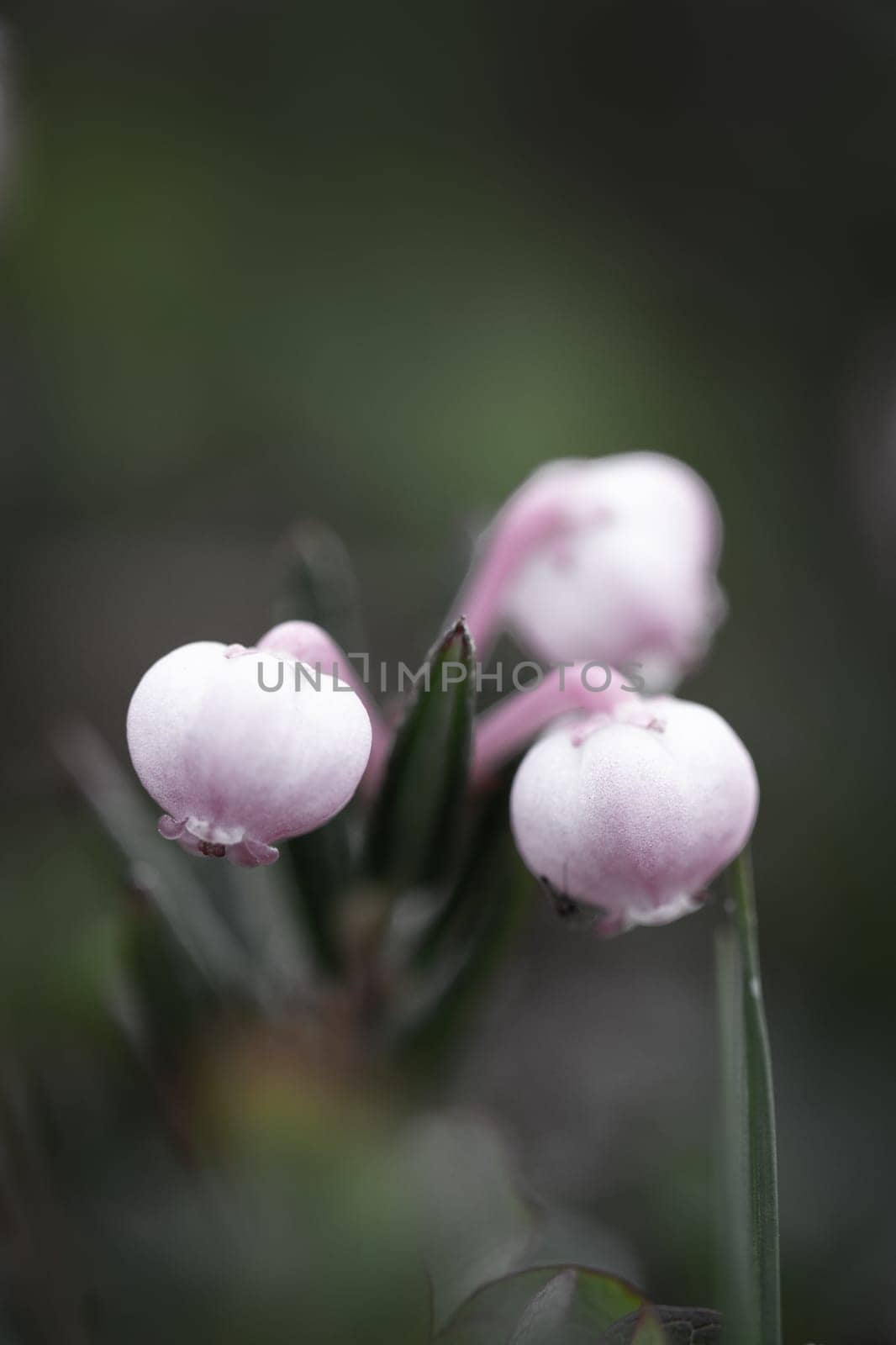 Close-up of a bog rosemary plant in full colour, found in boggy areas of the Northern Hemisphere by Granchinho