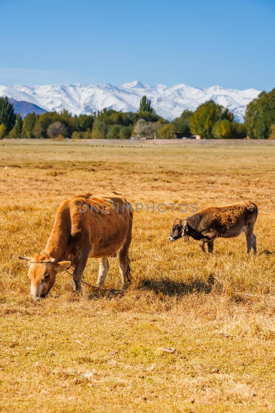 yellow milk cow with bull calf are grazing in front of of mountains sunny autumn afternoon.