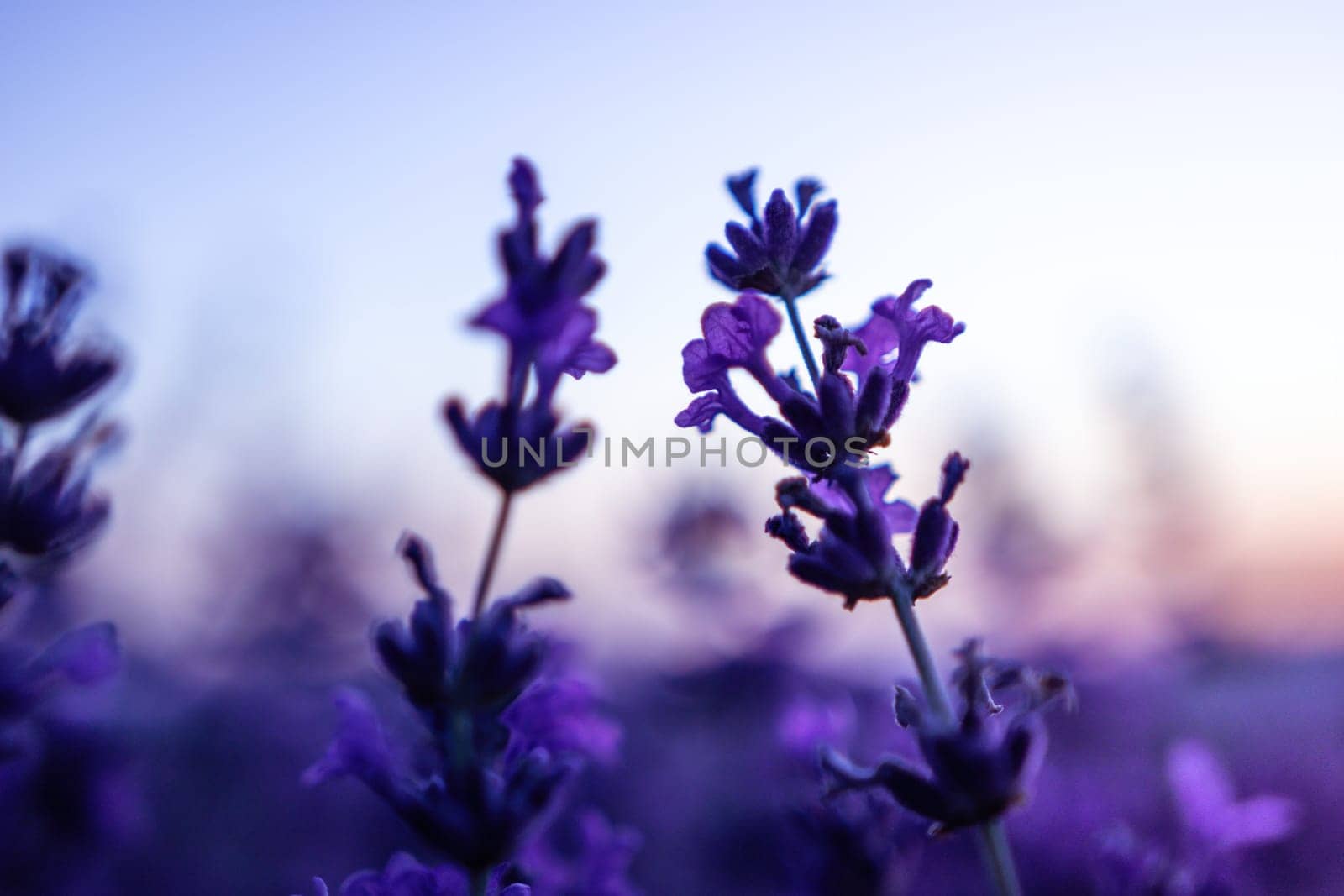 Lavender flower field closeup on sunset, fresh purple aromatic flowers for natural background. Design template for lifestyle illustration. Violet lavender field in Provence, France. by panophotograph