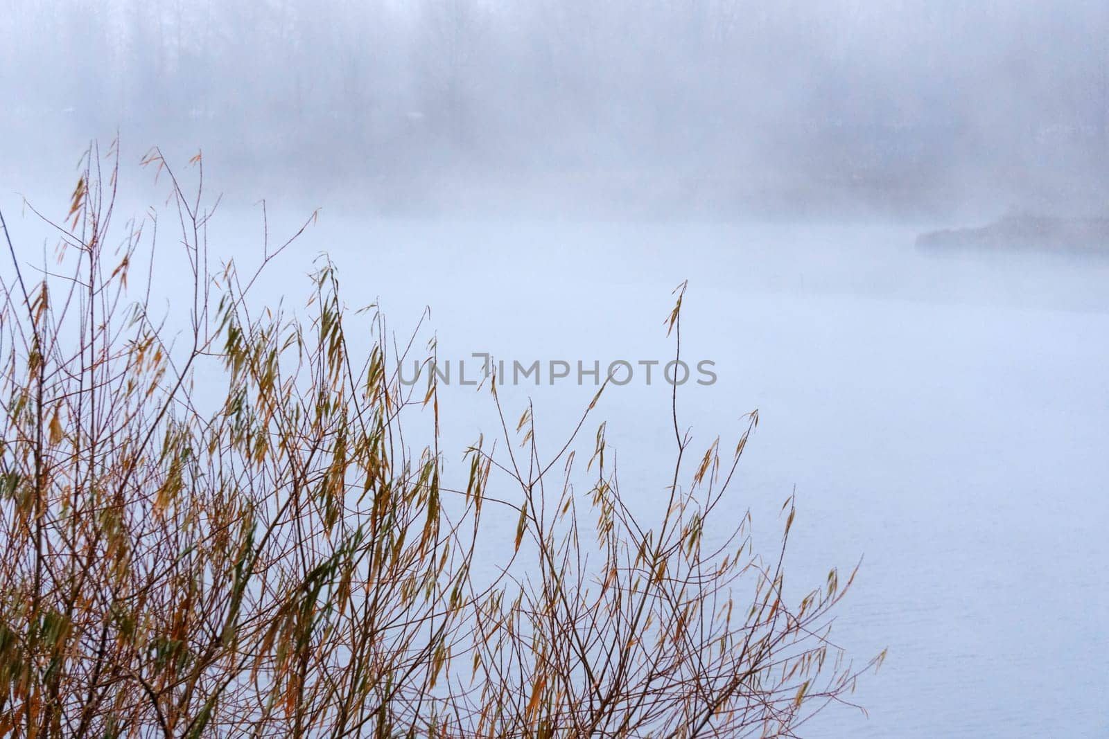 Foggy lake with trees in the background, mystical Landscape of a Lake