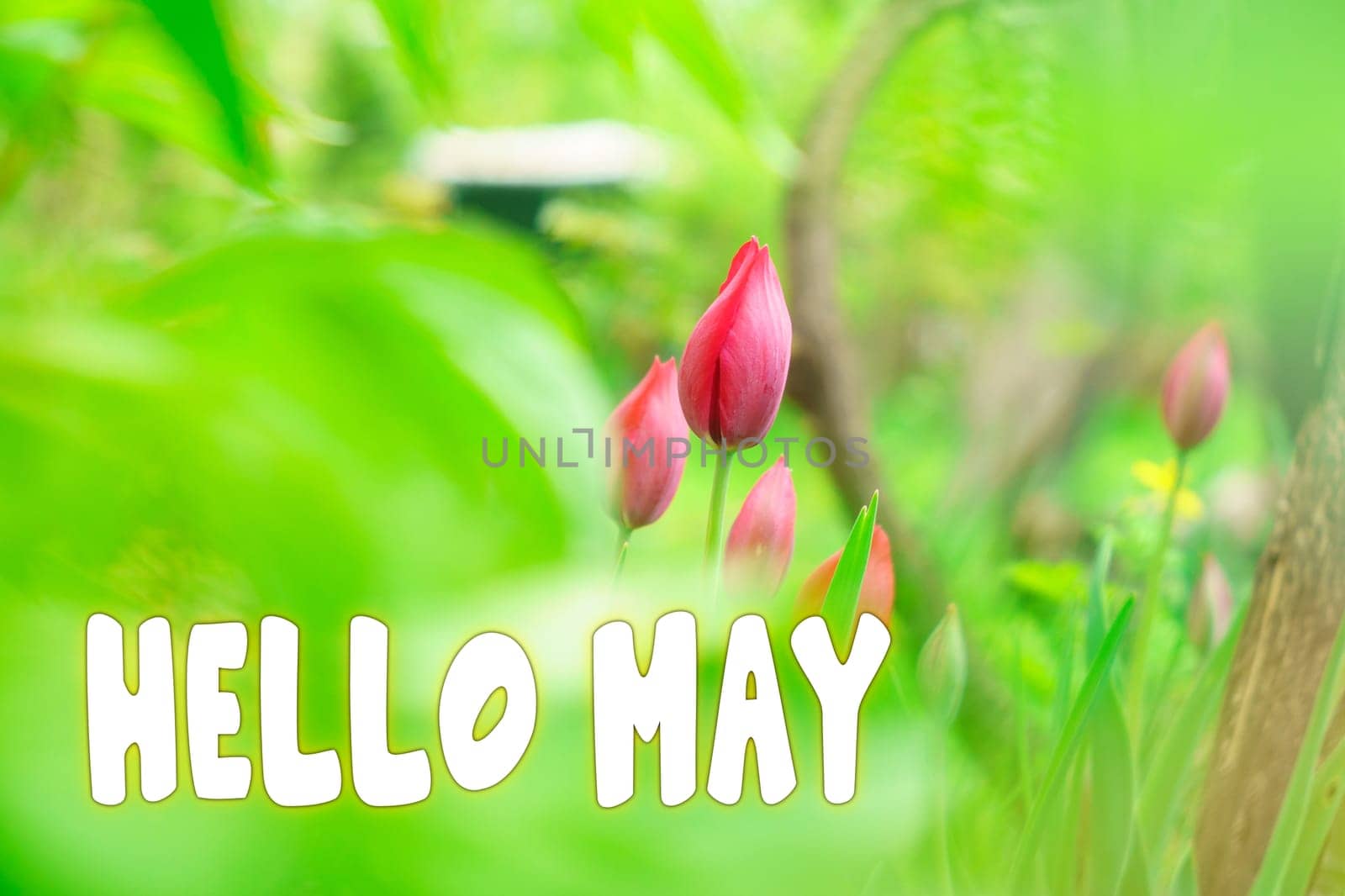 Text Hello May. Color spring background with blooming flower