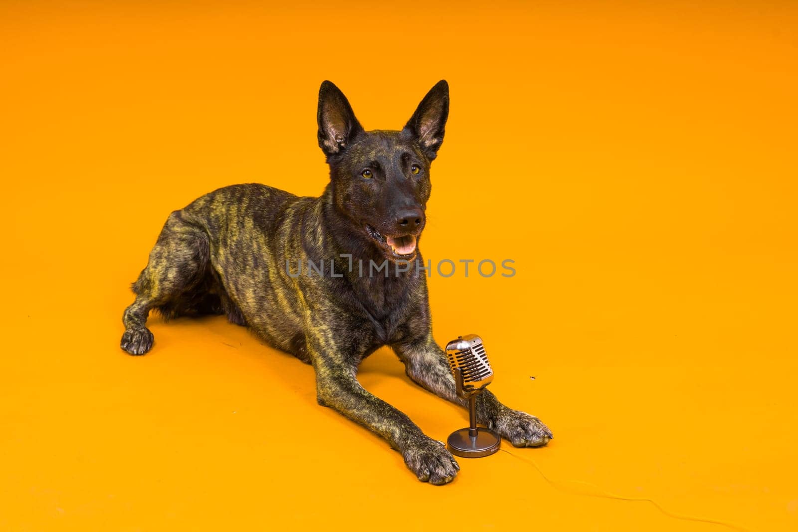 Dutch shepherd dog with microphone on a red and yellow background