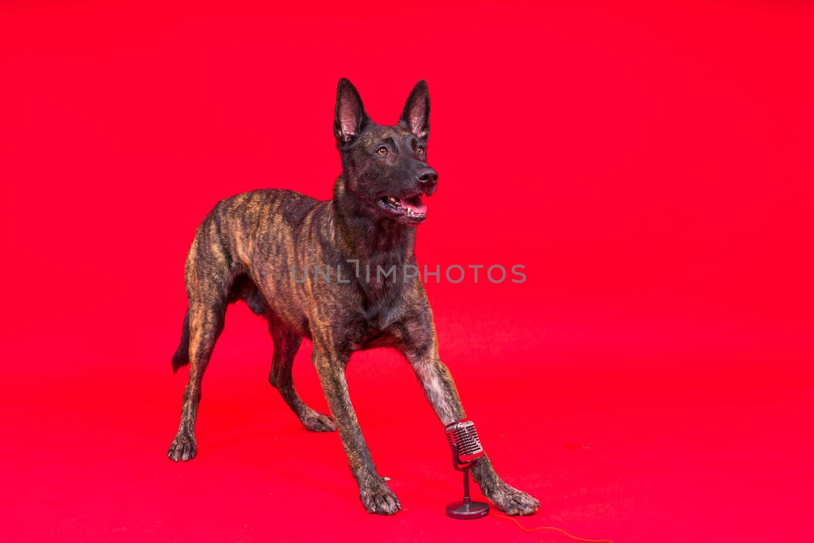 Dutch shepherd dog with microphone on red and yellow background by Zelenin