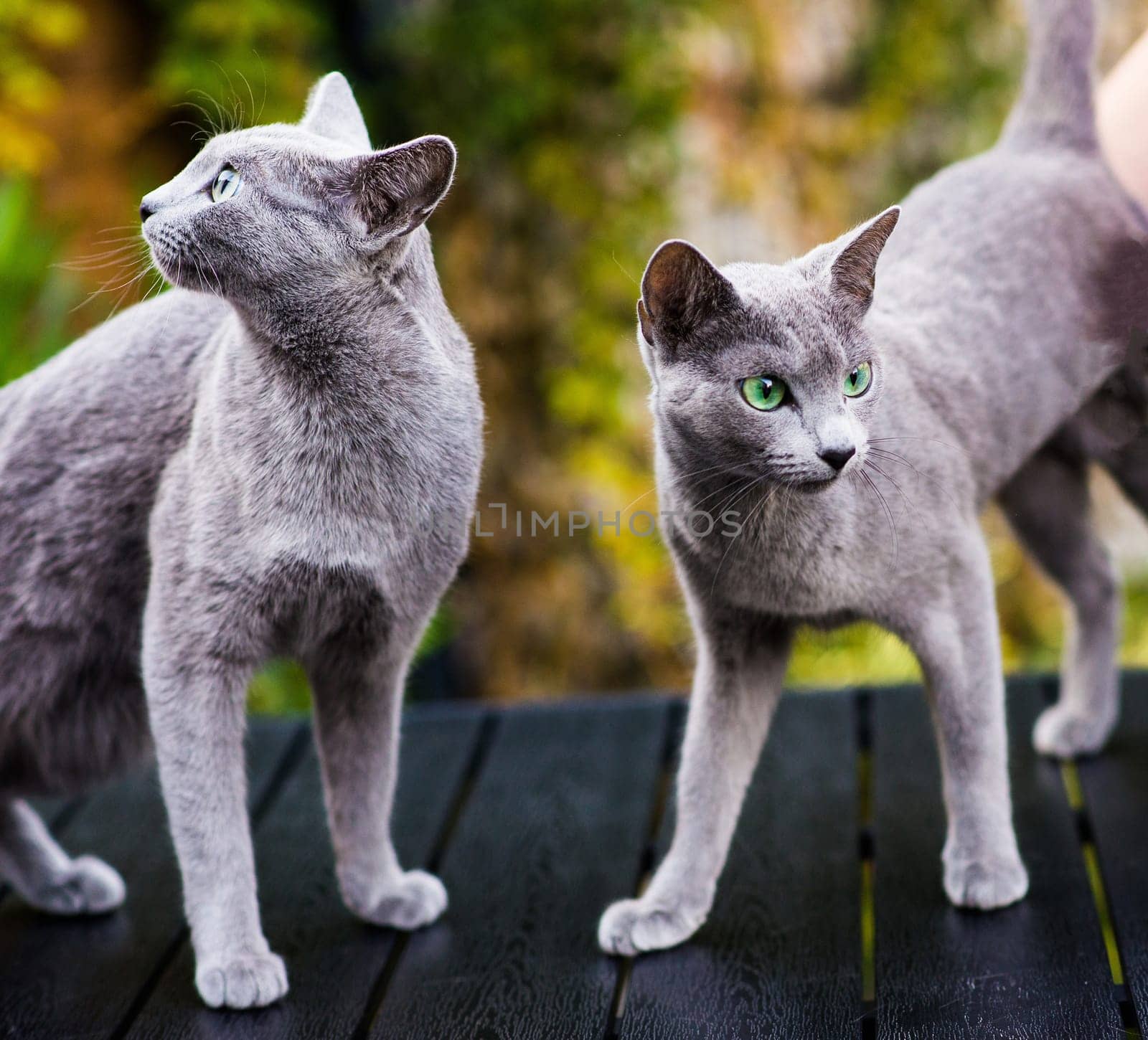 Blue cat sitting on wooden table with green background, sitting in the garden. by Zelenin