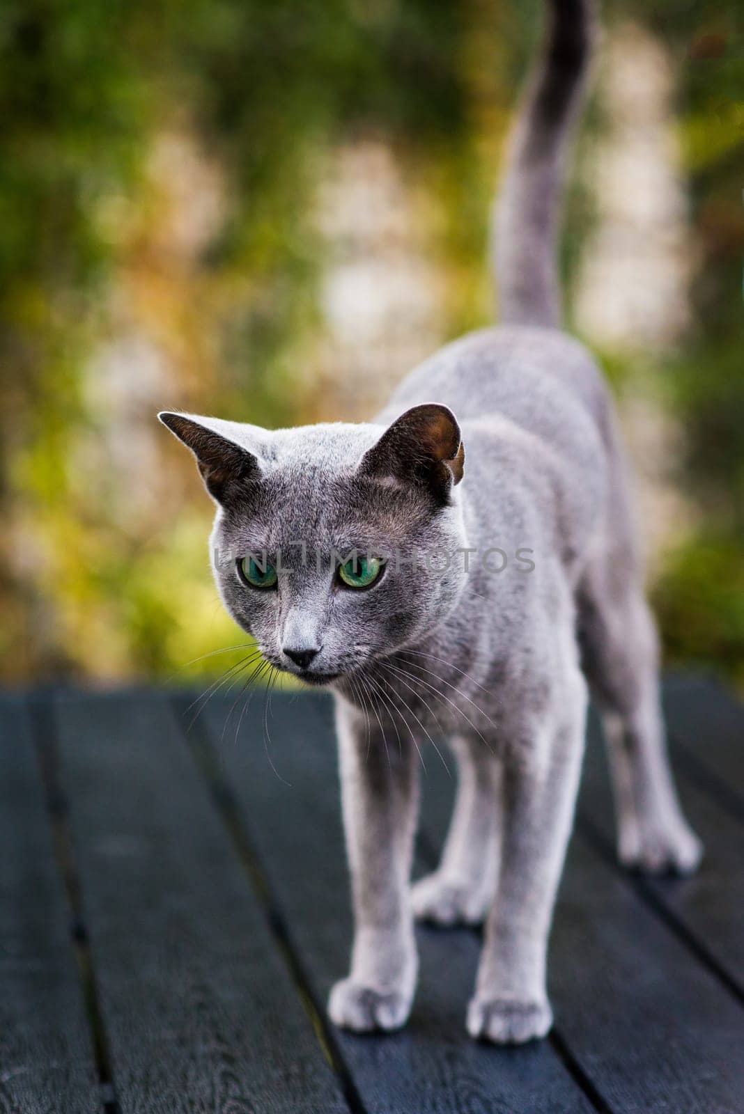 Blue cat sitting on wooden table with green background, sitting in the garden. by Zelenin