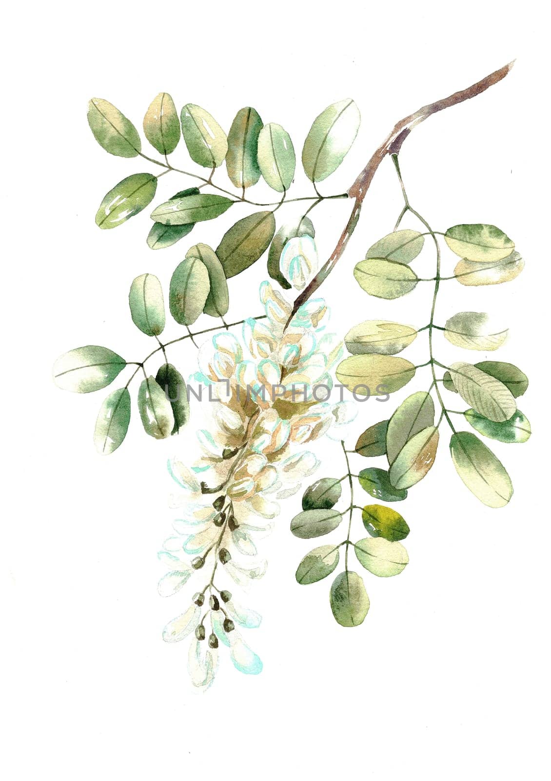 Floral twig with leaves and buds. Hand drawn white acacia