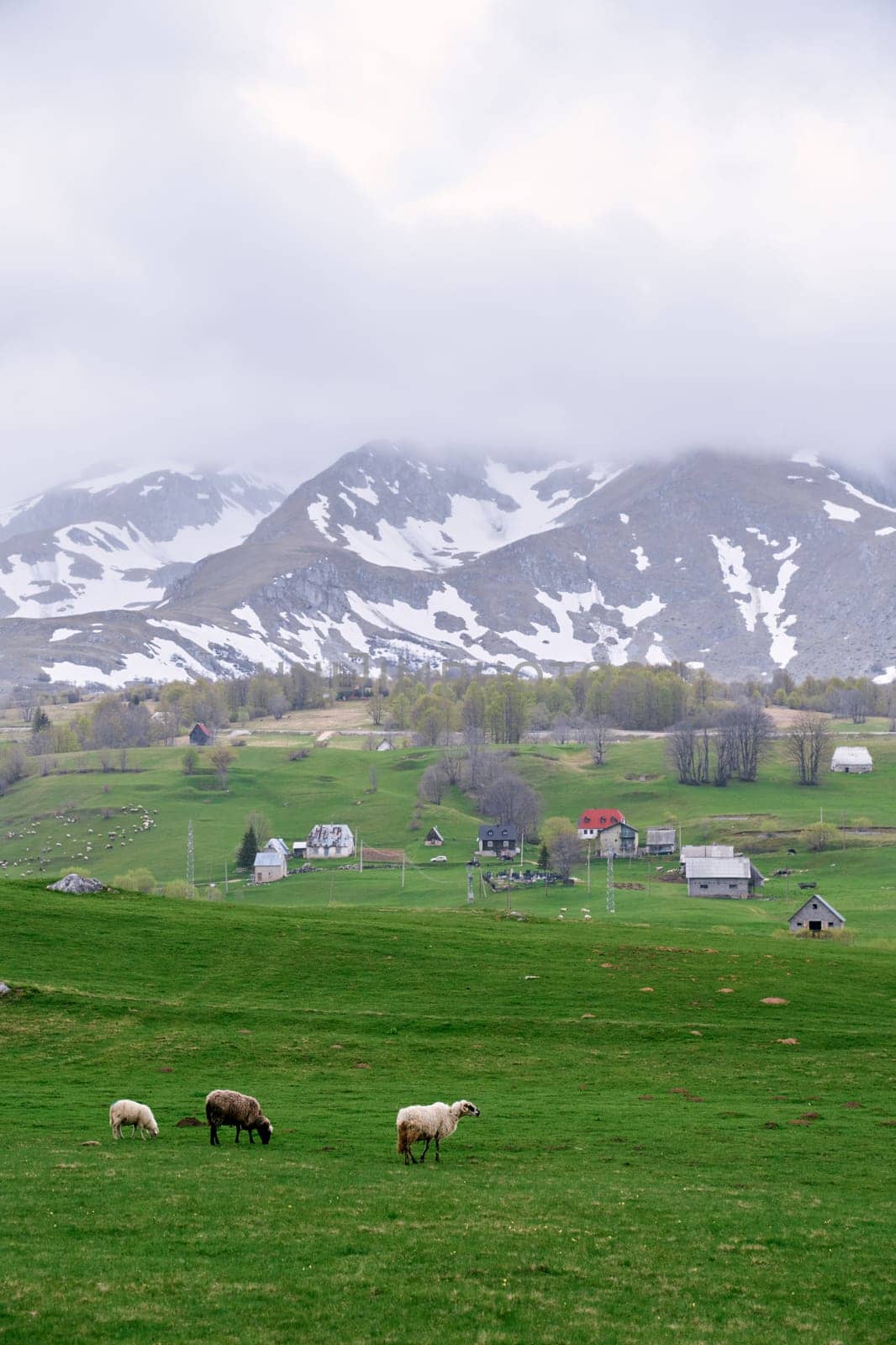 Sheep walk through a green pasture near a village in a valley of snowy mountains. High quality photo