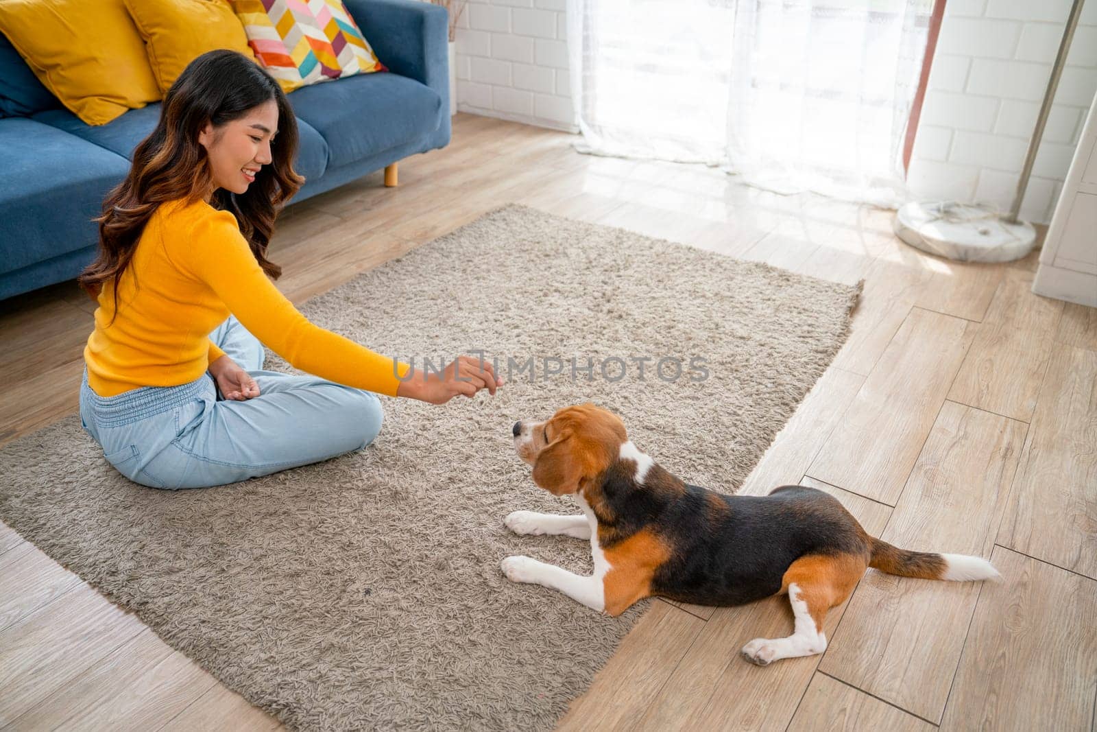 Young Asian girl fun and enjoy to play with beagle dog in living room of her house by give some candy or dog food to the dog.