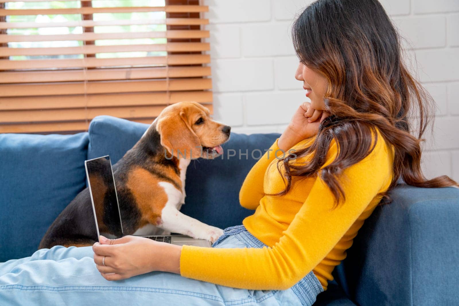 Beagle dog play fun with young Asian girl on sofa during the girl work with laptop.