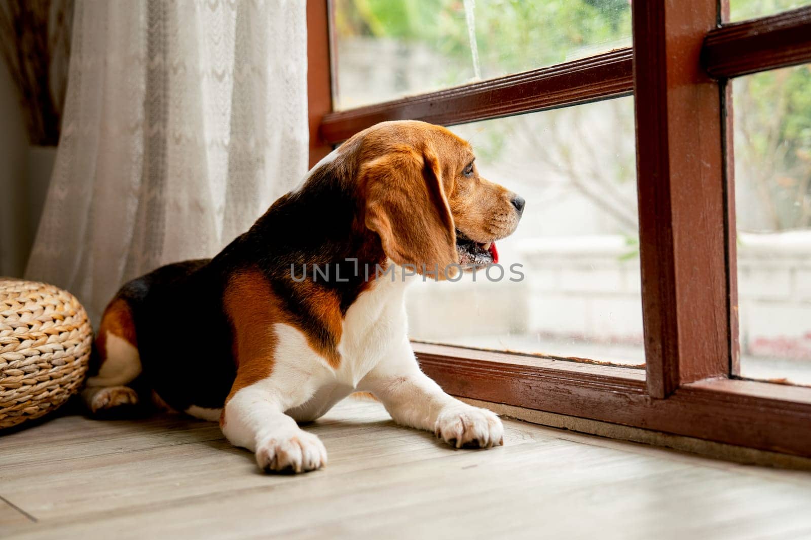 One beagle dog sit with relax in front of glass window or door in house with day light and dog look outside. by nrradmin