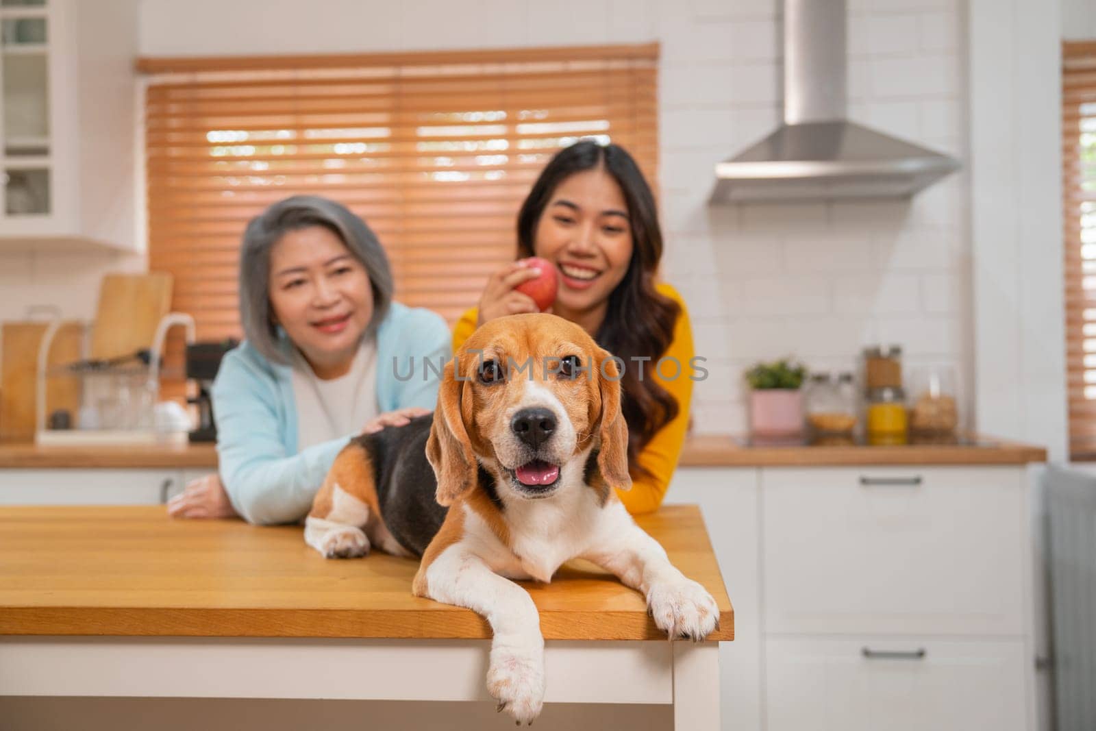 Main focus of beagle dog stay on table of kitchen in front of Asian senior woman and young girl and they look happy in the house with day light. by nrradmin