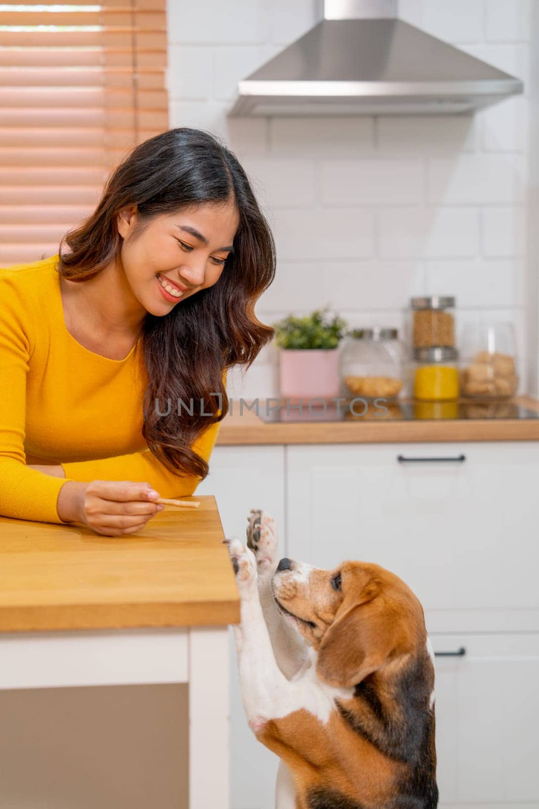 Vertical image of young Asian girl give dog candy and play fun with her dog that try to stand and eat the candy in kitchen.