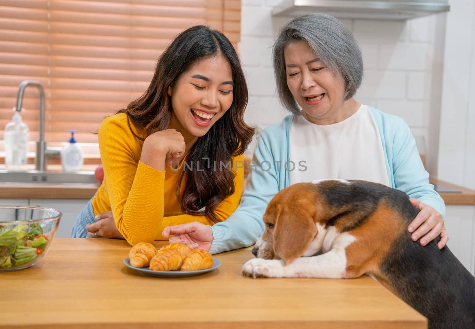 Front view of young Asian girl play fun with beagle dog that try to eat croissant bread on table and the dog hold by senior woman with smiling in kitchen. by nrradmin