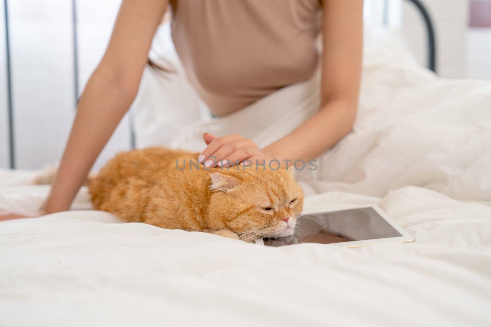 Close up orange cat lie on tablet that put on bed and cat owner also pat the cat to make it relax and happy to sleep. by nrradmin