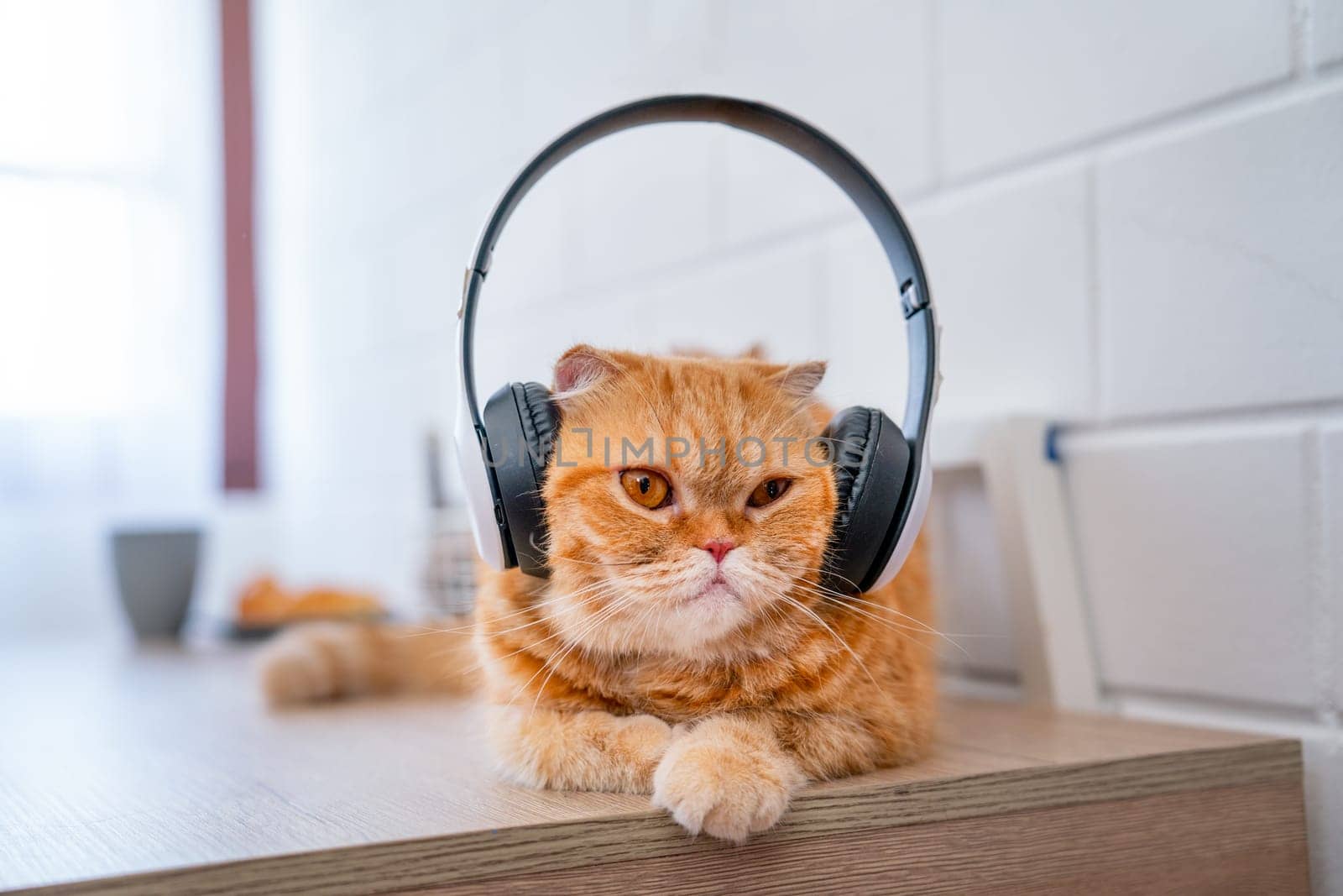 Orange cat with headphone lie on table also look forward and relax to stay alone in the room with day light. by nrradmin