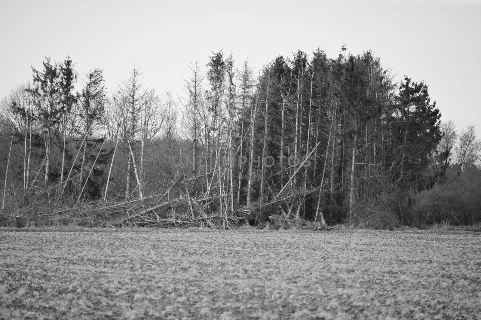 Dead trees at the edge of the field, black and white, Meerbusch, Germany by rherrmannde