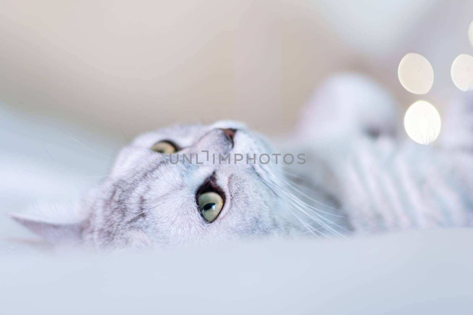 Scottish straight cat lies on his back bokeh from lights in the background. Cat upside down. Close up white cat face. Favorite pets, cat food