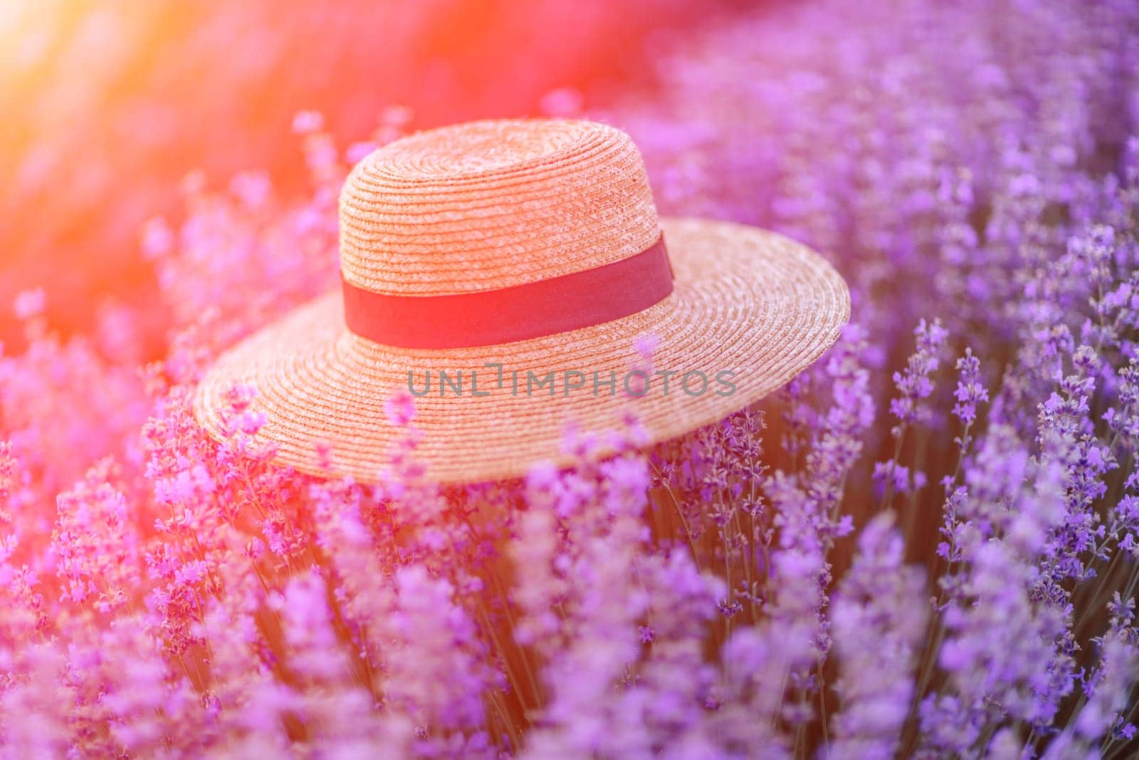 Straw hat purple lavander flower field. Vibrant flower field. Illustrating hat among vivid flowers