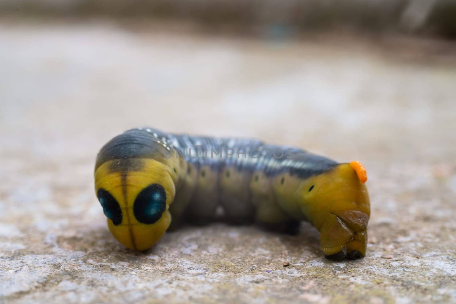 Oleander hawk moth caterpillar Daphnis nerii from European forests and woodlands