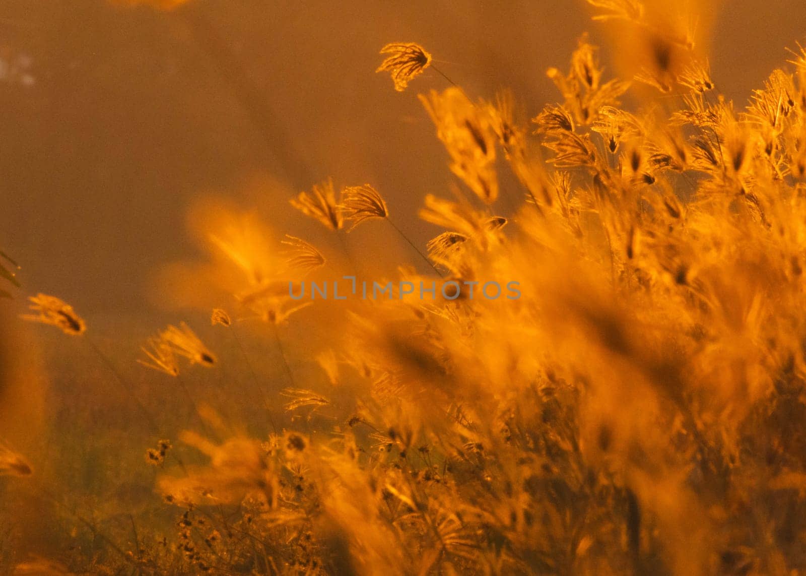 Beautiful scene of grass flower with wind blows gently on sunset or sunrise background. Nature background. by TEERASAK