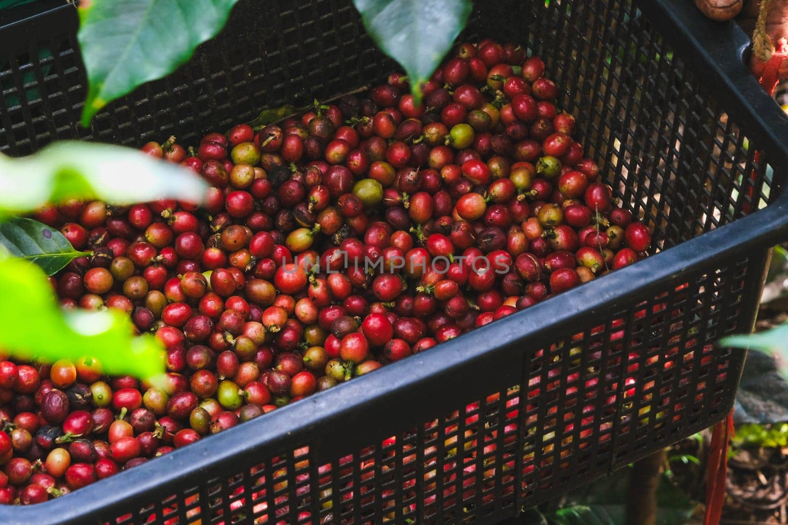 Farmers harvest ripe coffee beans from organically grown Arabica coffee trees. Asian worker is gathering coffee beans on plantation in bushy wood. by TEERASAK