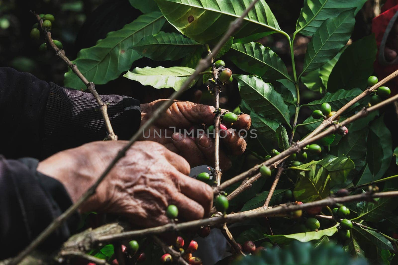 Farmers harvest ripe coffee beans from organically grown Arabica coffee trees. Asian worker is gathering coffee beans on plantation in bushy wood.