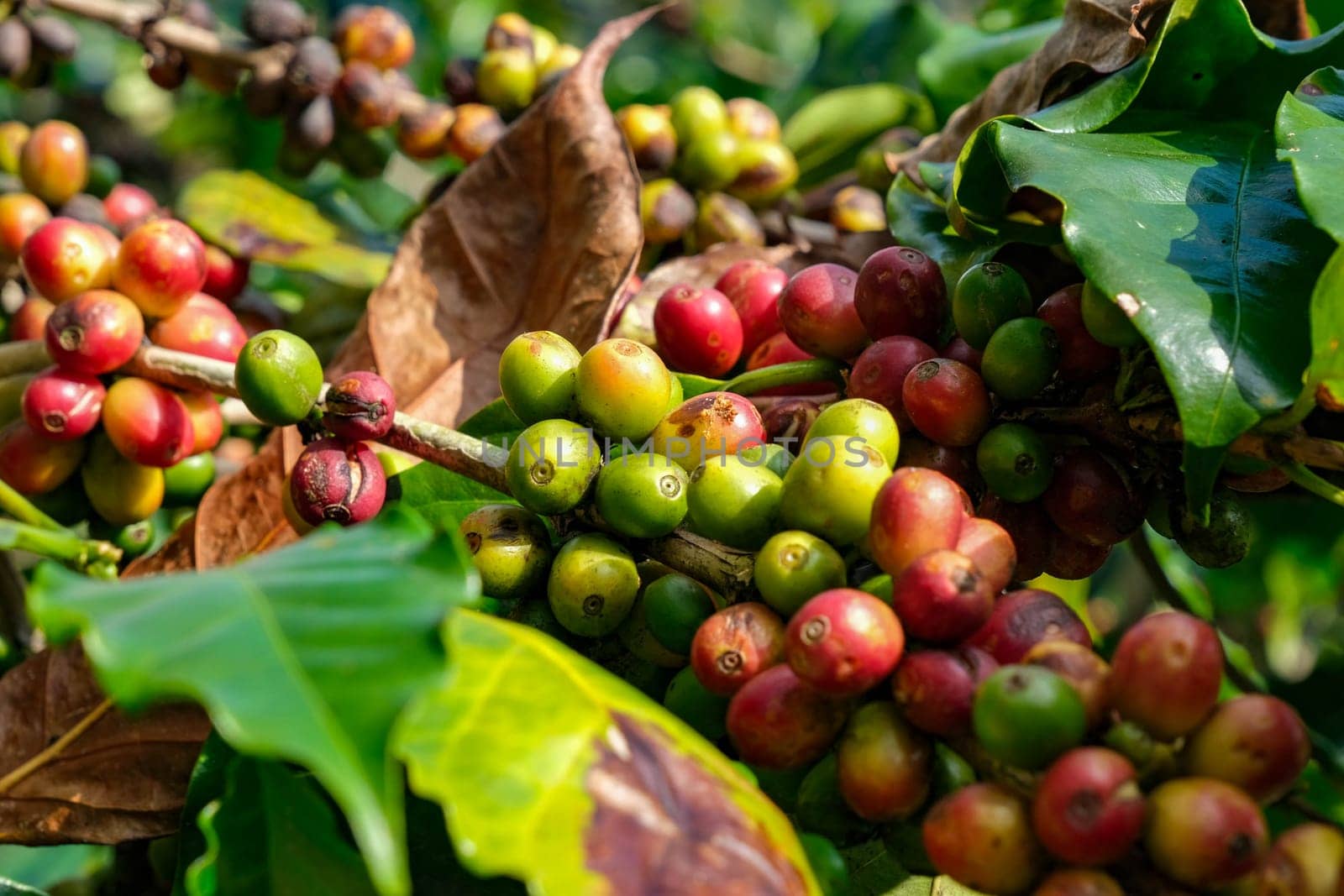 Raw and ripe Arabica coffee beans in a coffee plantation. Ripe coffee beans from organically grown Arabica coffee trees.