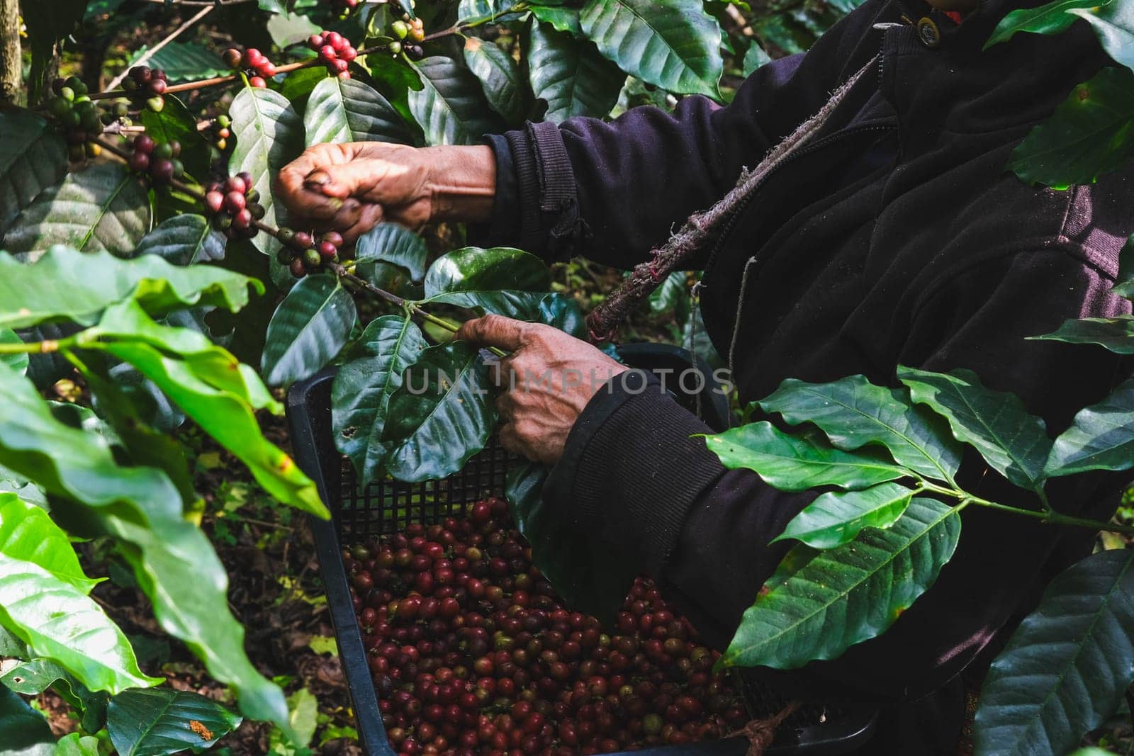 Farmers harvest ripe coffee beans from organically grown Arabica coffee trees. Asian worker is gathering coffee beans on plantation in bushy wood. by TEERASAK