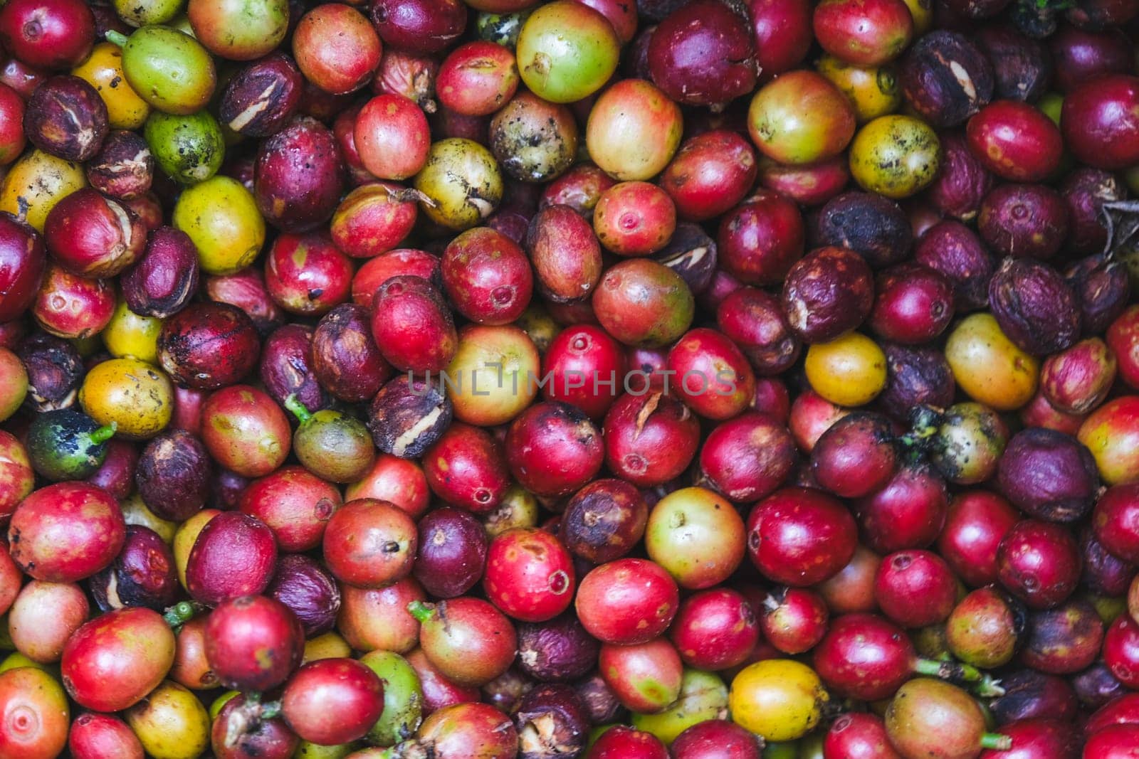 Red coffee beans as background. Close-up of Arabica coffee berries.