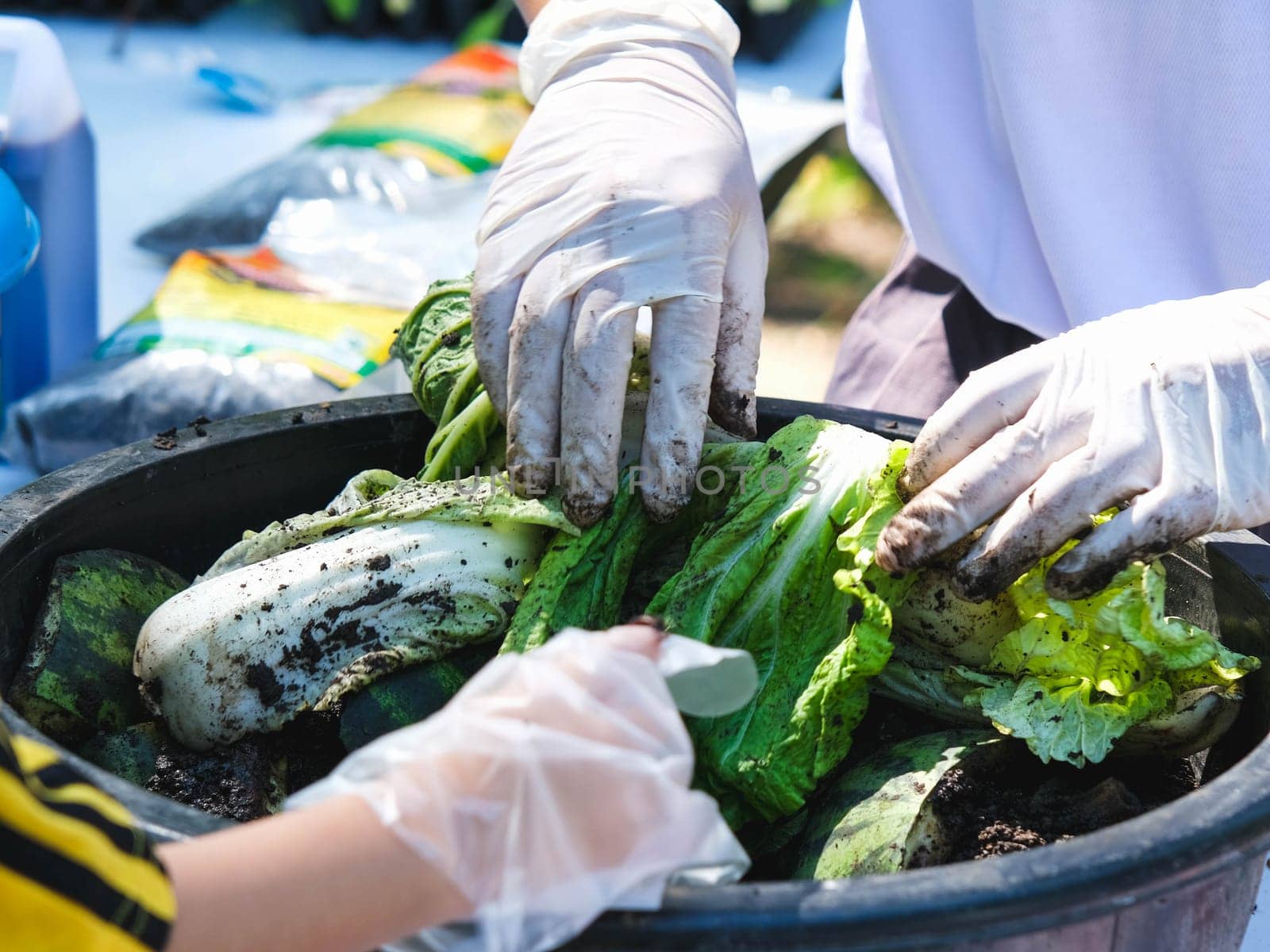 Close-up of children's hands and teacher having fun learning how to raise earthworms. Hands in gloves touches a worm bin with food scraps and lettuce in a container for composting red vermicompost (Eisenia fetida). by TEERASAK