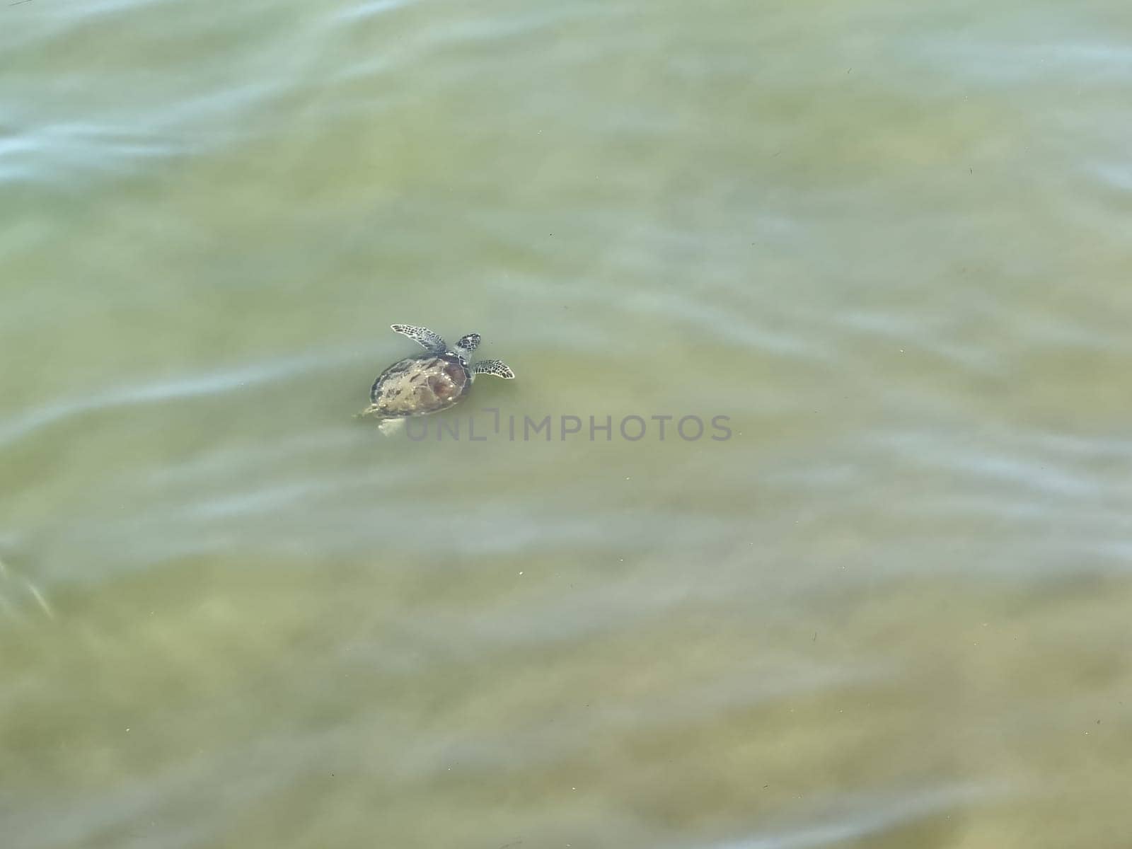 Sea turtle (caretta caretta) swimming in polluted water. The concept of pollution in the seas by Sonat