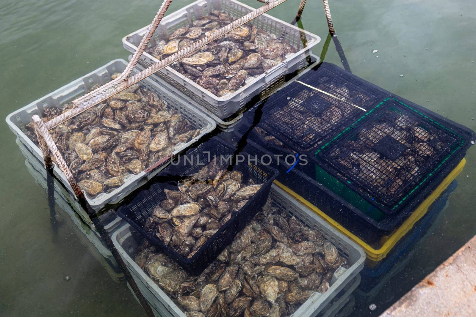 Fresh French basket of Oysters in the water, harvesting in Arcachon Bay