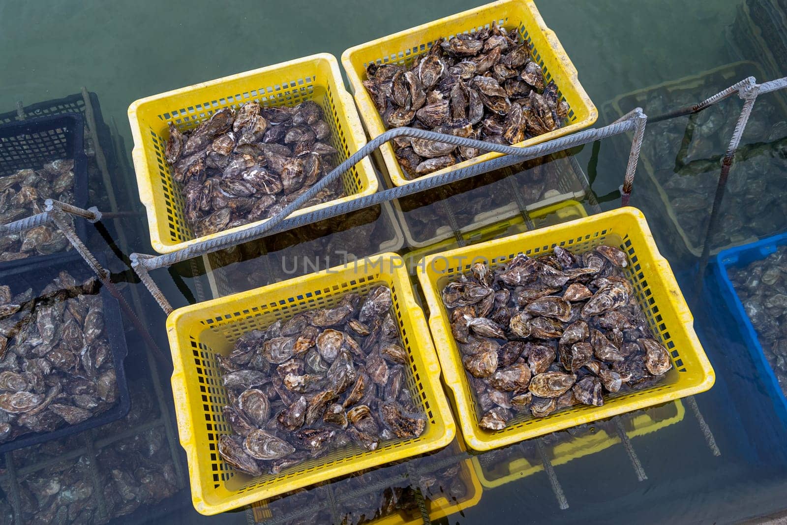 Oysters in containers with water at oyster farm at Saint-Vaast-la-Hougue, Normandy region, by JPC-PROD