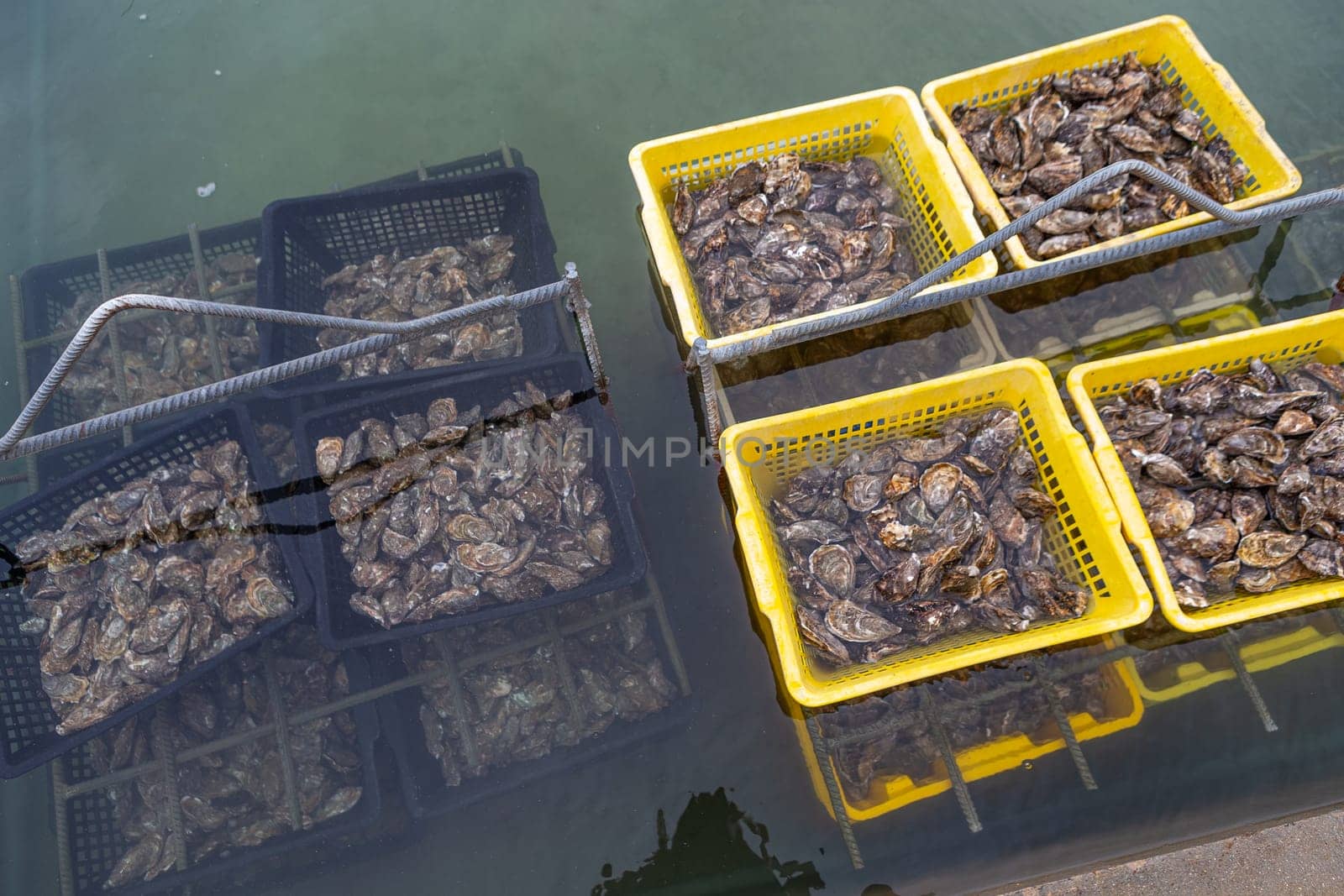 Oysters in containers with water at oyster farm Saint-Vaast-la-Hougue, French commune, Manche department, Normandy region,