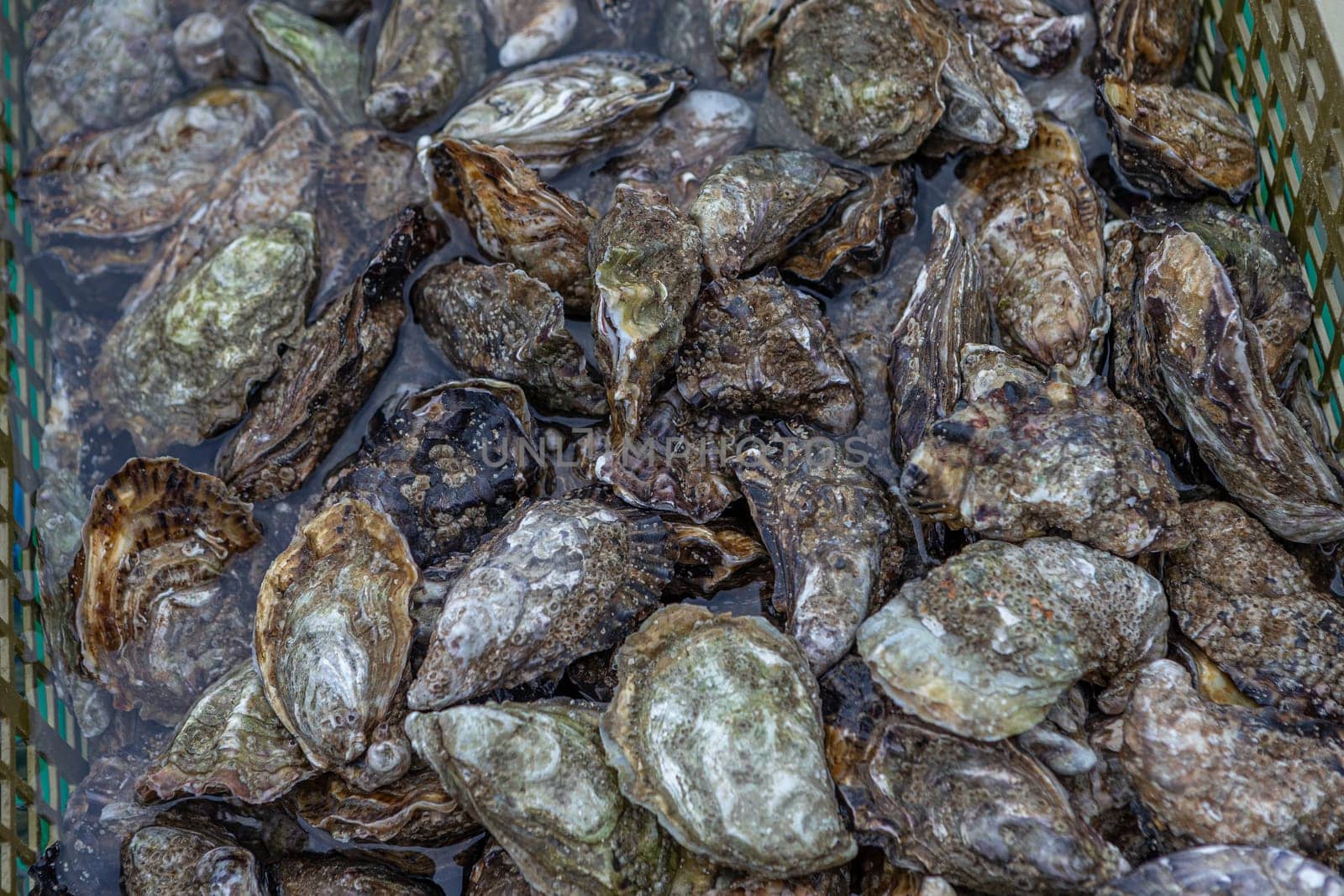 Oysters in containers with water at oyster farm at Saint-Vaast-la-Hougue, Normandy region, by JPC-PROD