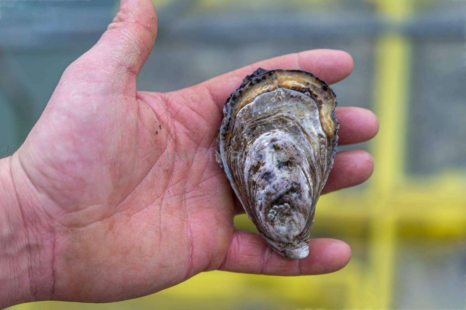 Fisherman s hand holding fresh Oyster from Oyster farm,