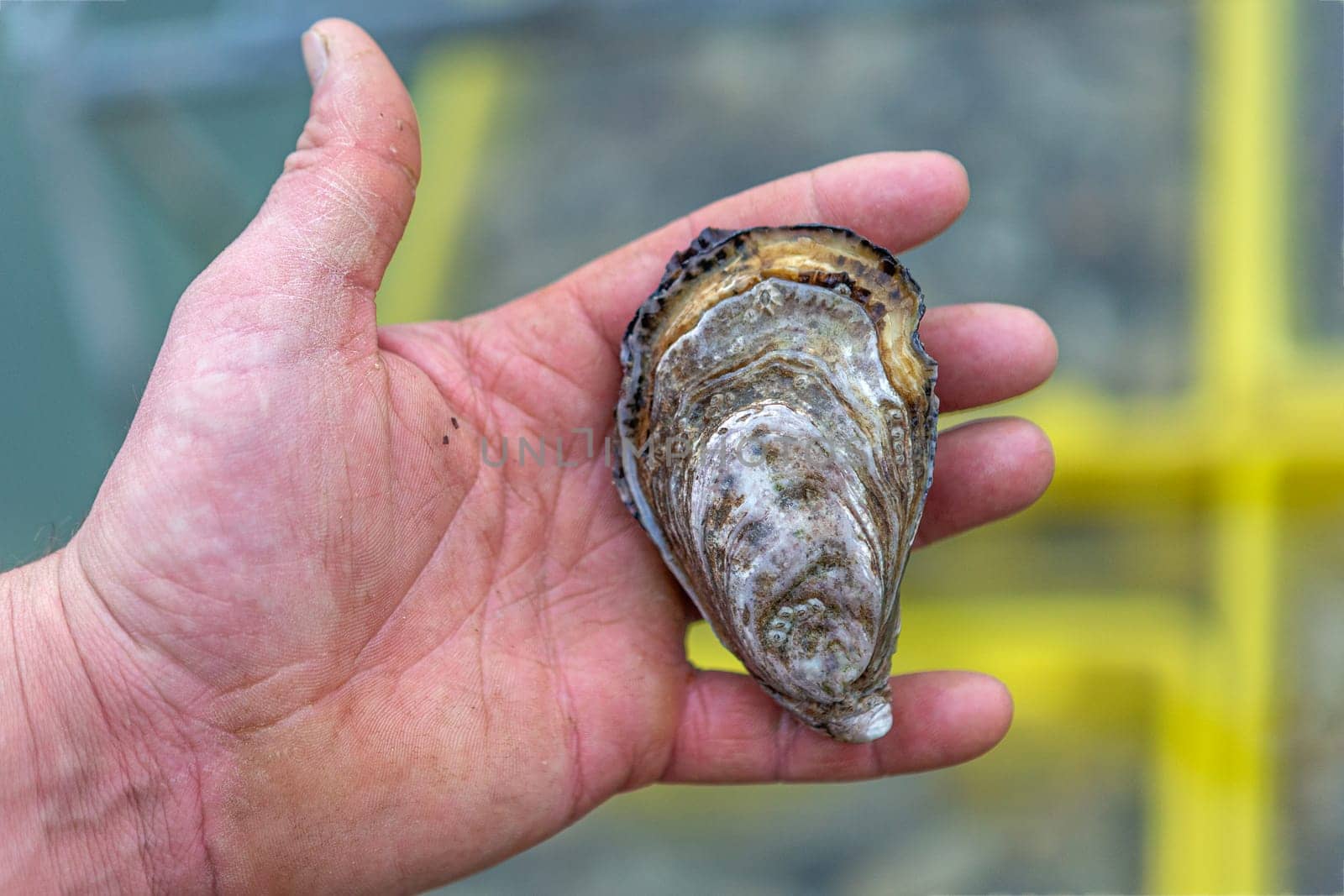 Fisherman s hand holding fresh Oyster in backgrond Oyster farm, by JPC-PROD