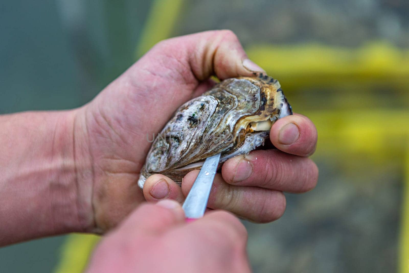 Someone shucking an oyster as water drips out of it. The oyster opening oyester farm in background by JPC-PROD
