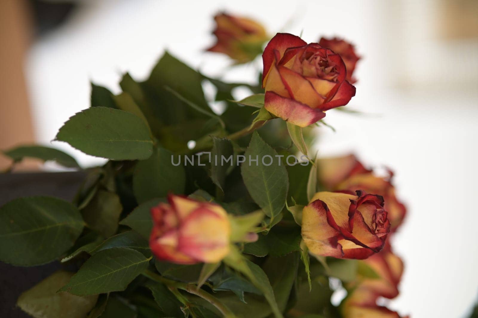 Yellow-red roses in a vase in detail by rherrmannde