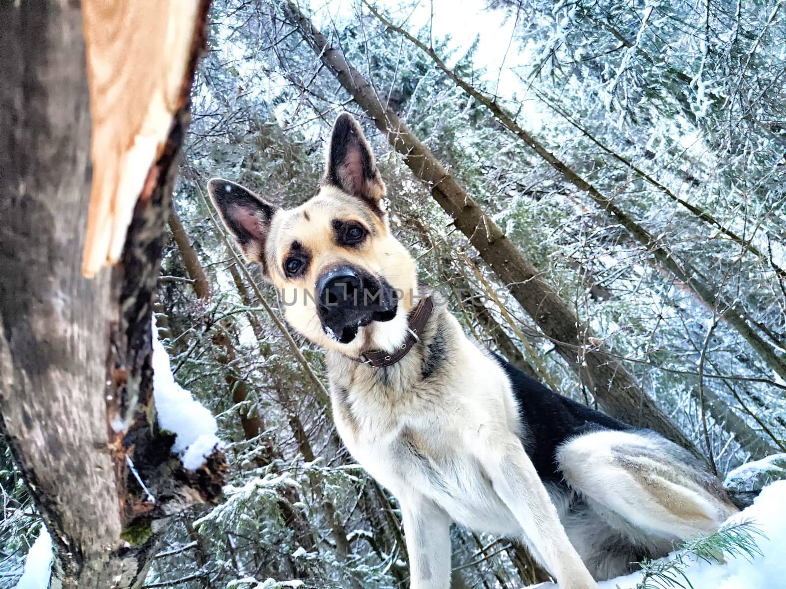 Dog German Shepherd in forest or in park in a winter day and white snow arround. Waiting eastern European dog veo and white snow