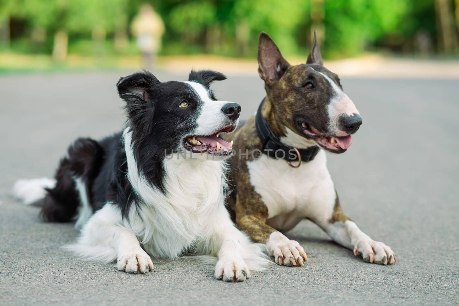 Black and white border collie and brindle bull terrier lie side by side on a walk. by mrwed54