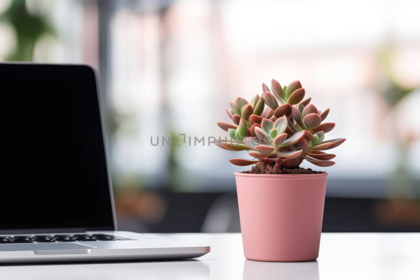 Small saculent flower near the laptop. Home plants at the workplace. Cozy space. by Ramanouskaya