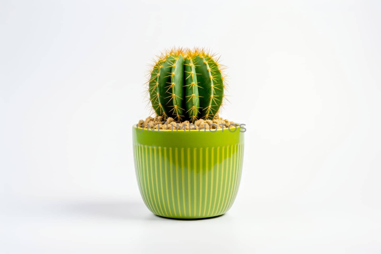 green small cactus in a pot isolated on a white background