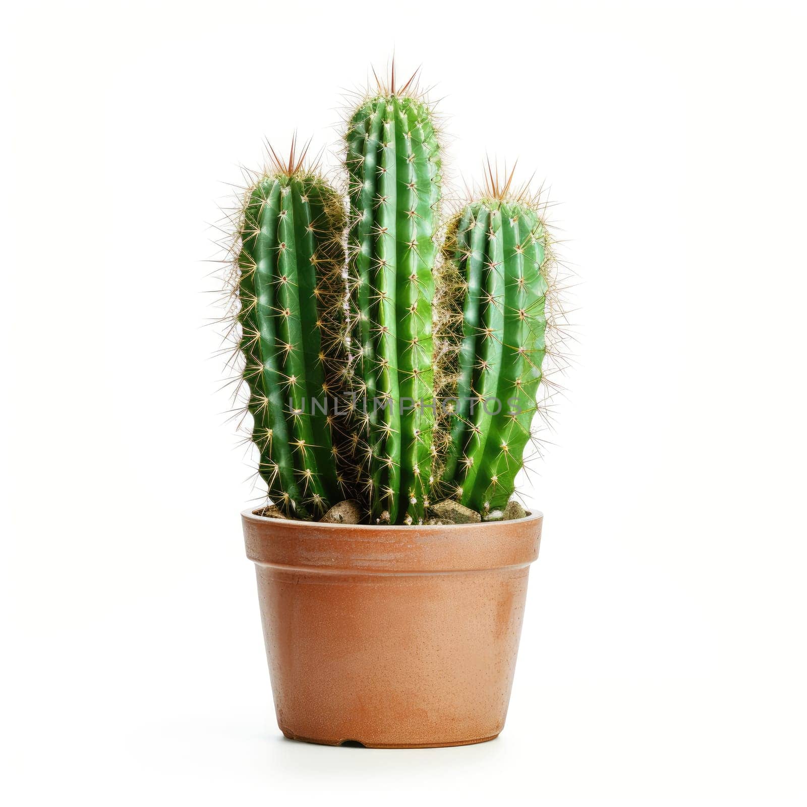 cactus in a vase isolated on white background by Ramanouskaya
