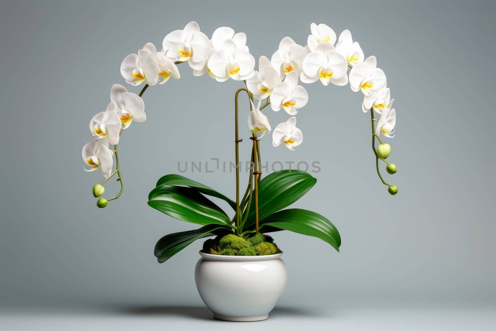 A beautiful white orchid in a pot against a light background with a shadow.